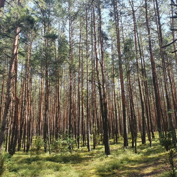 База отдыха Селяхи