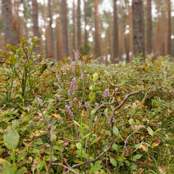 Кемпинт Лагерь