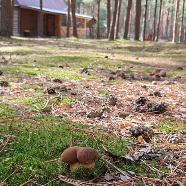 База отдыха Селяхи