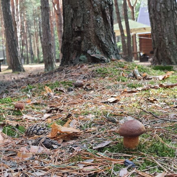 Кемпинг Селяхи