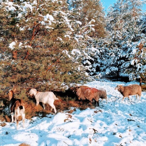 Кемпинг Буда