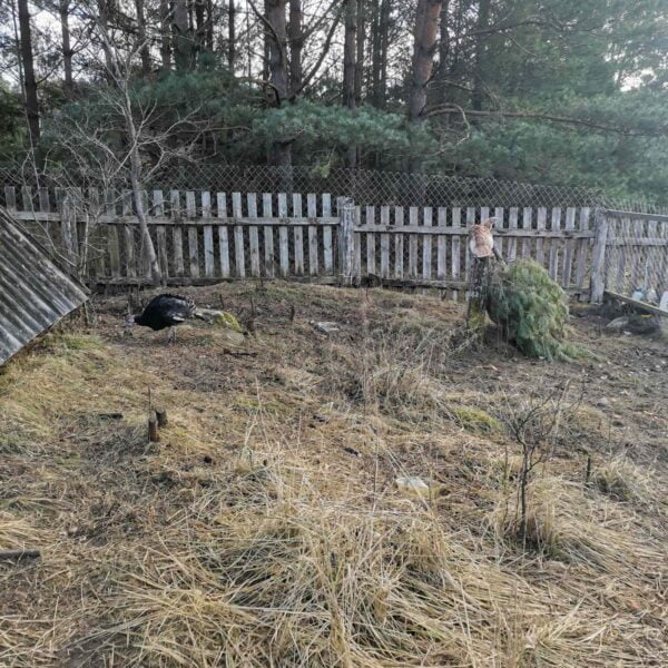 Кемпинг Буда