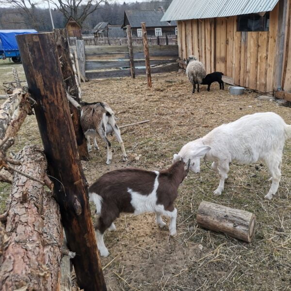 Кемпинг Буда