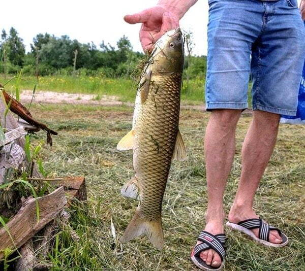 КемпингШальное озеро