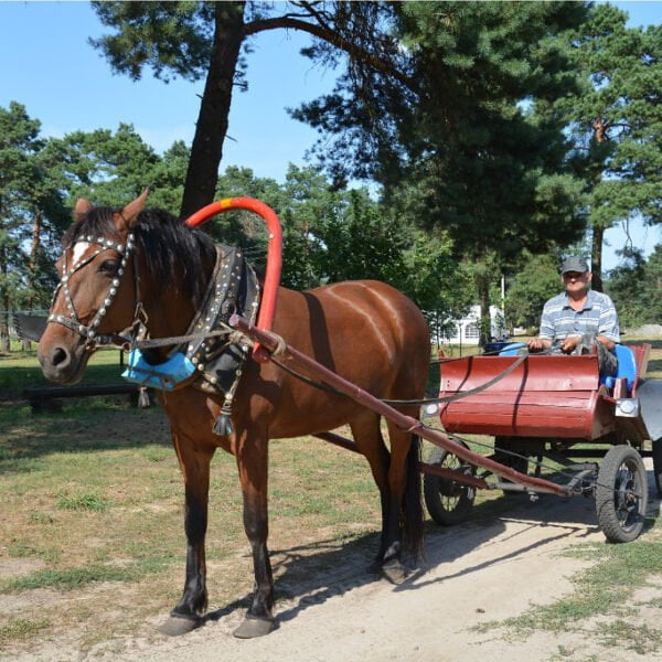 База отдыха Шальное озеро
