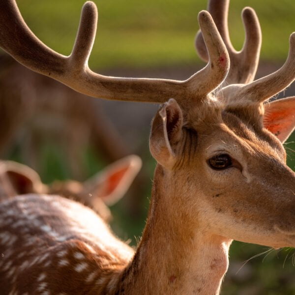 Кемпинг Мерея