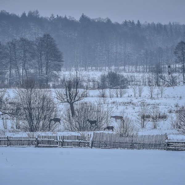 Кемпинг Беловежское поместье