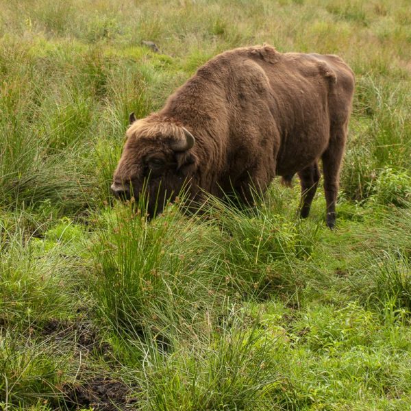 Усадьба Беловежское поместье