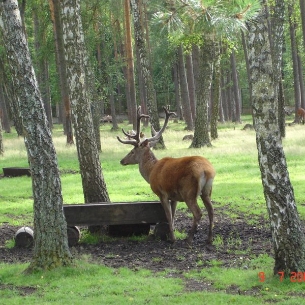 Усадьба Беловежское поместье