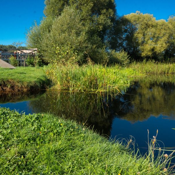 Кемпинг Беловежское поместье