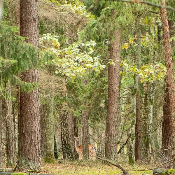 Кемпинг Беловежское поместье