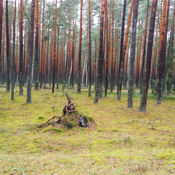 Кемпинг Беловежское поместье