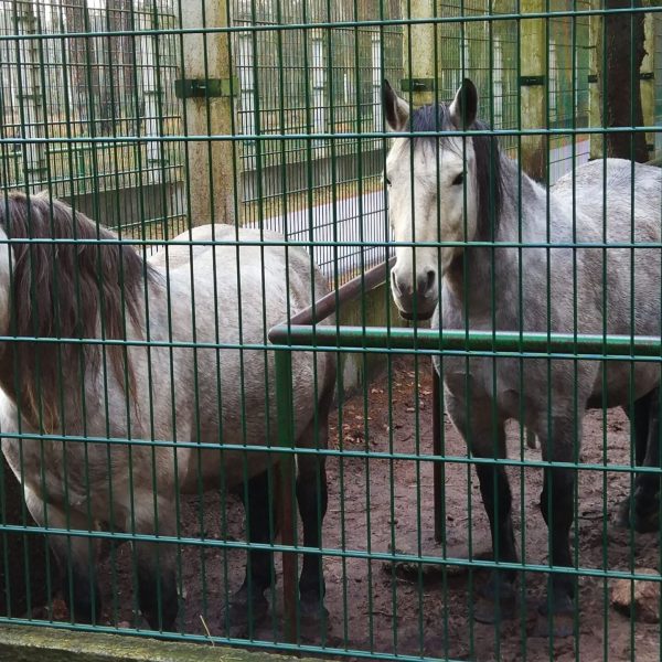 Кемпинг Беловежское поместье