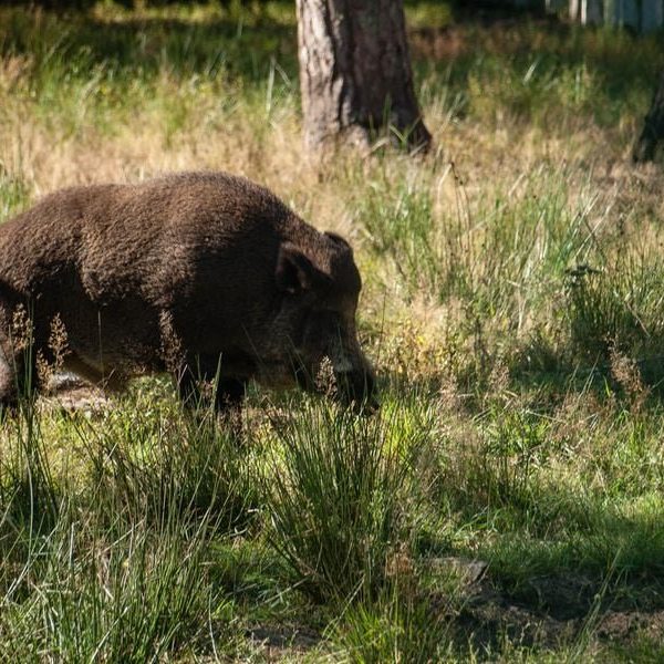 Кемпинг Беловежское поместье