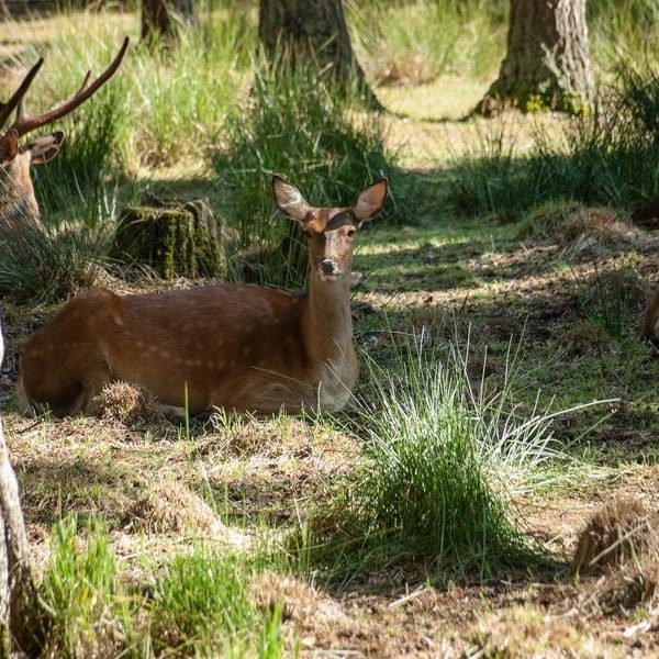 Кемпинг Беловежское поместье