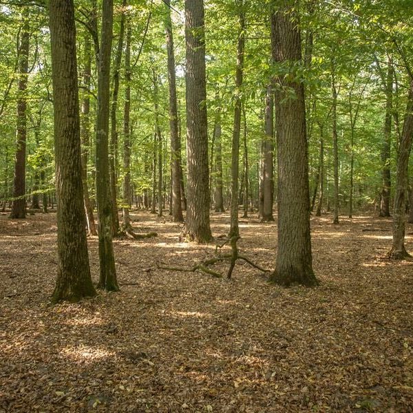 Кемпинг Беловежское поместье