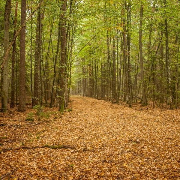 Кемпинг Беловежское поместье