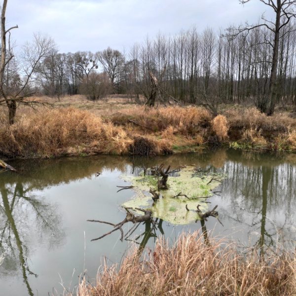 Кемпинг Беловежское поместье